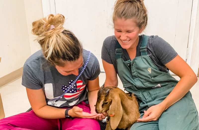 Veterinarian in Chatham Vet Near You Chatham Animal Clinic