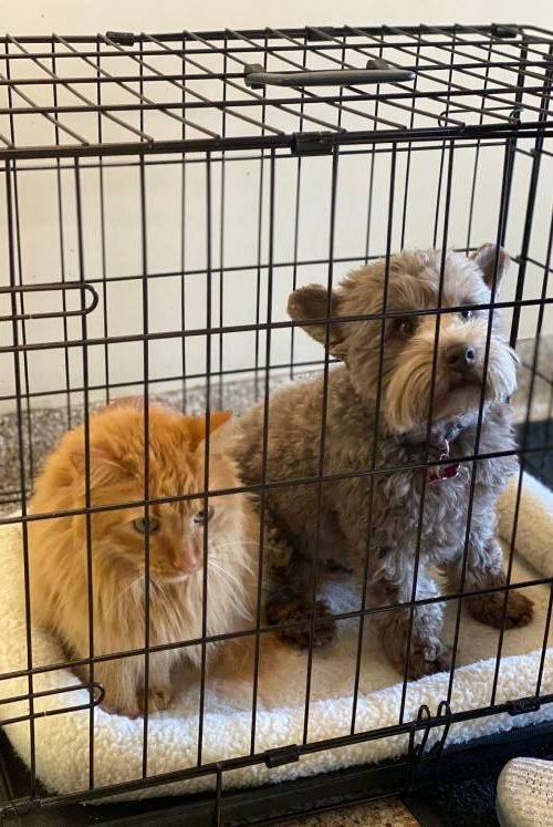Kennel Attendant Vet in Chatham Chatham Animal Clinic