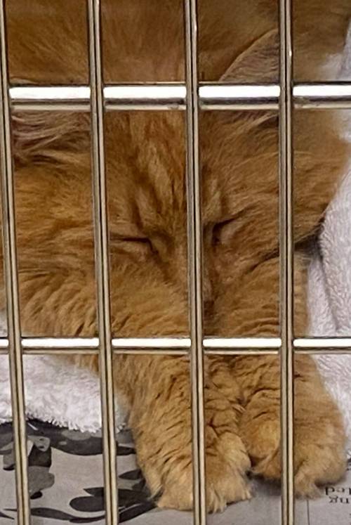 Kennel Attendant Vet in Chatham Chatham Animal Clinic